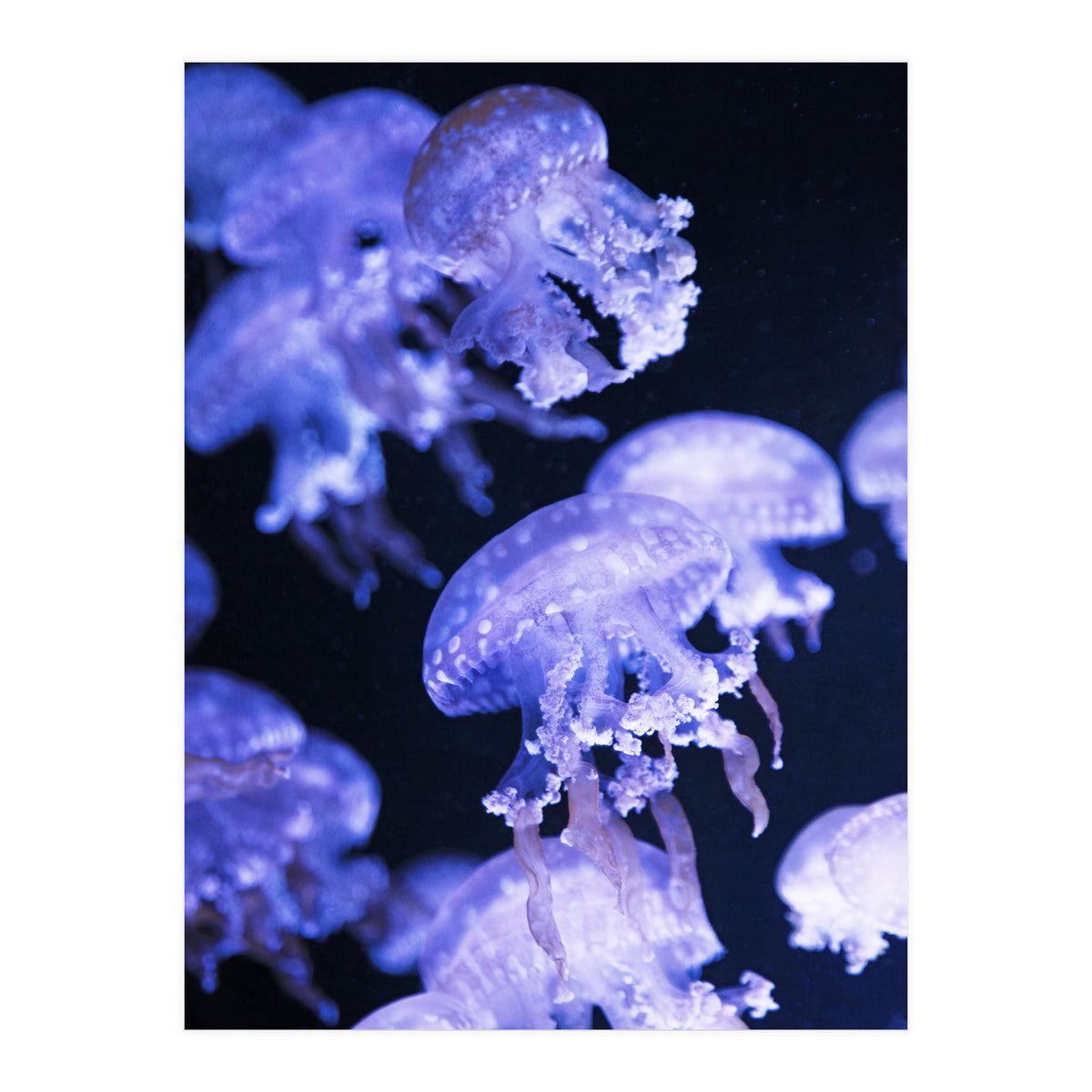 Jellyfish (Print Only)