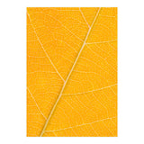 Autumn Leaf (Print Only) thumbnail