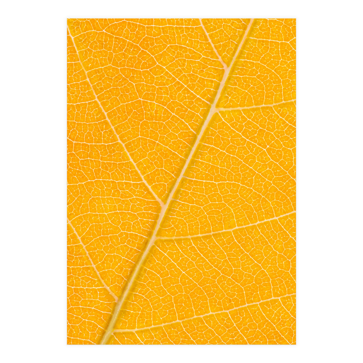 Autumn Leaf (Print Only)