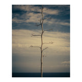 SEA AND TREE (Print Only) thumbnail