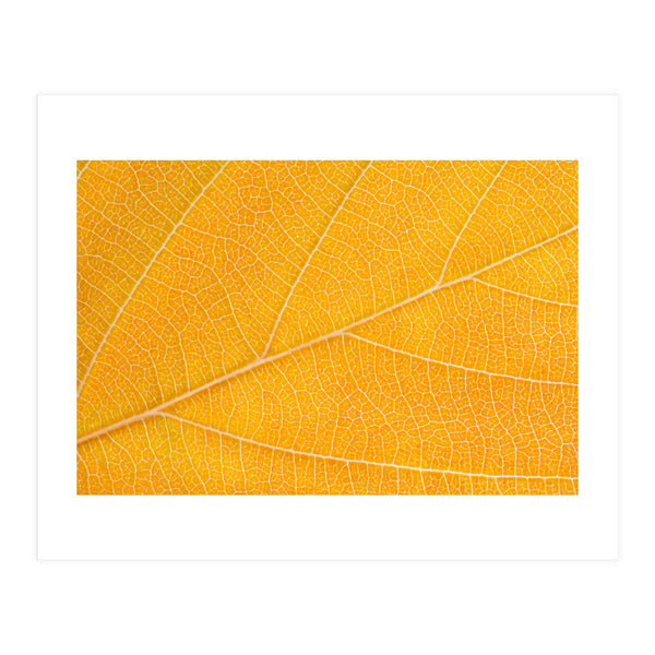 Autumn Leaf  (Print Only)