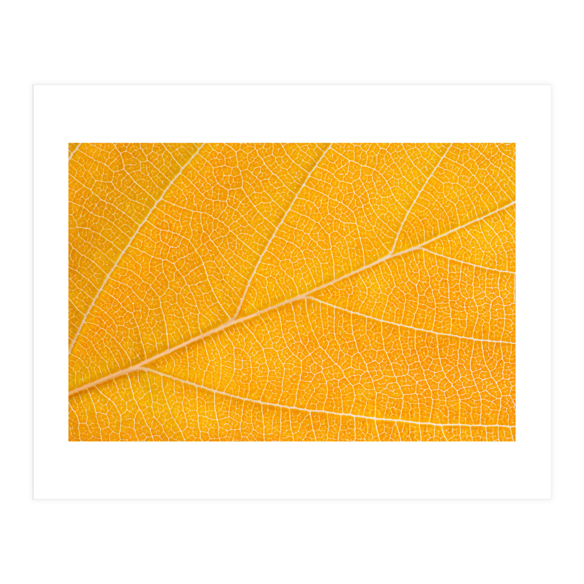 Autumn Leaf  (Print Only)