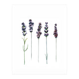 Botanical Illustration Lavender (Print Only) thumbnail
