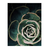 Darkside Of Succulents 4-D (Print Only) thumbnail