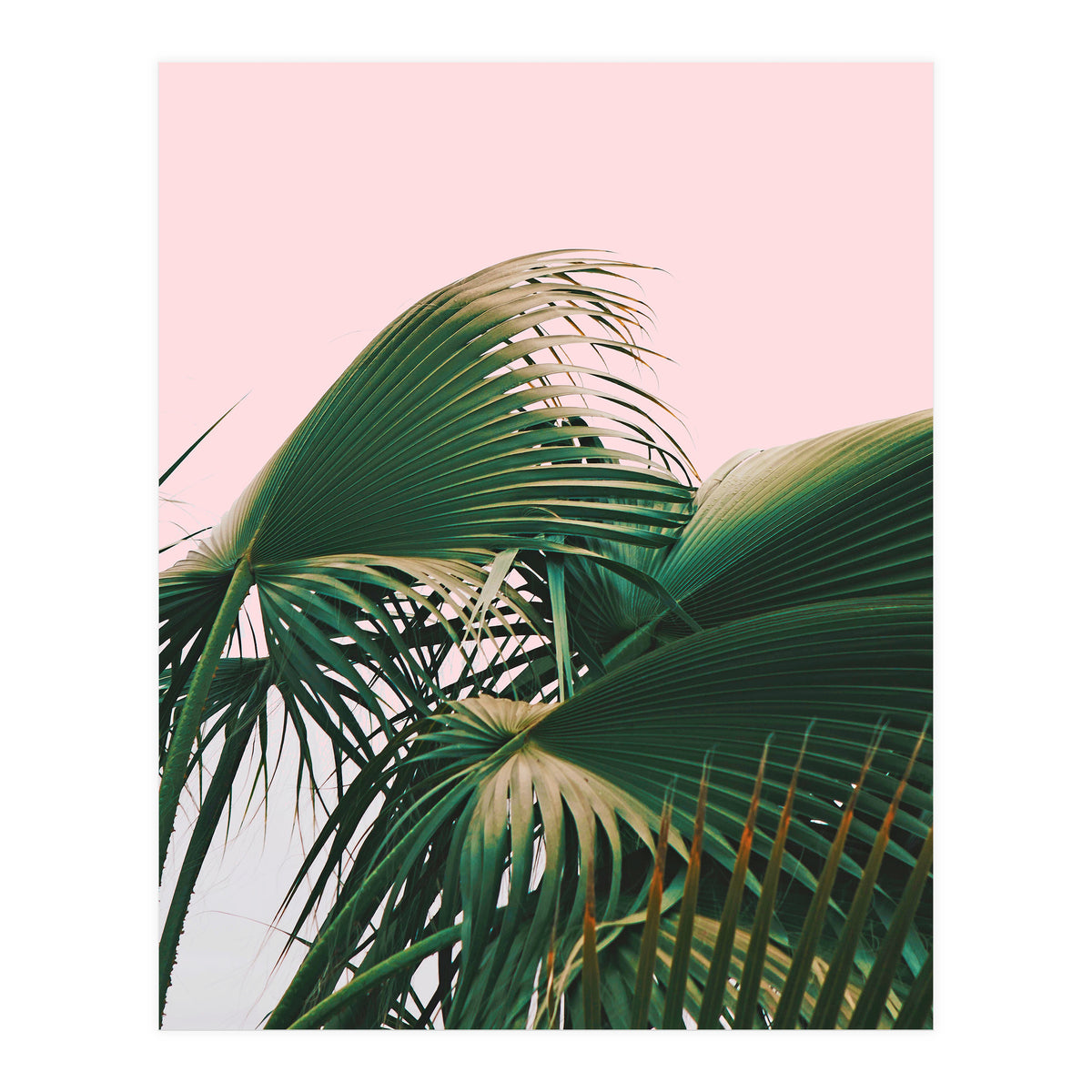 Palm Love (Print Only)