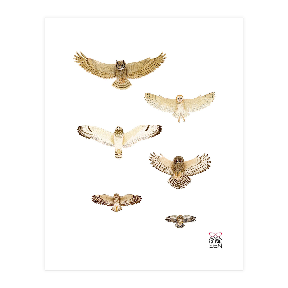 Typical owls & Barn owl (Print Only)