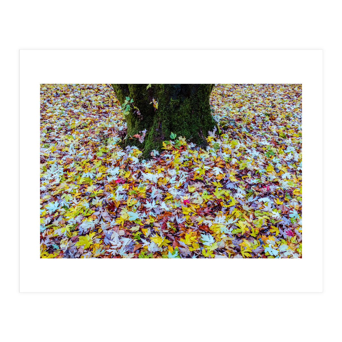 Autumn Leaves (Print Only)