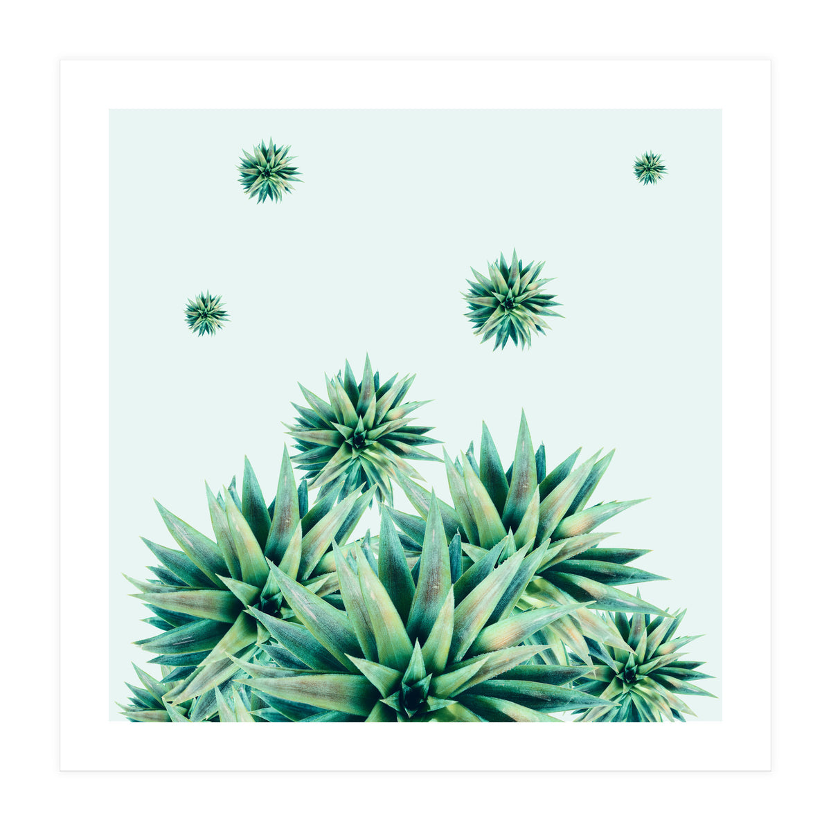 Tropical Stars (Print Only)