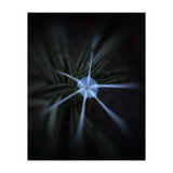 Sparkle Flower (Print Only) thumbnail