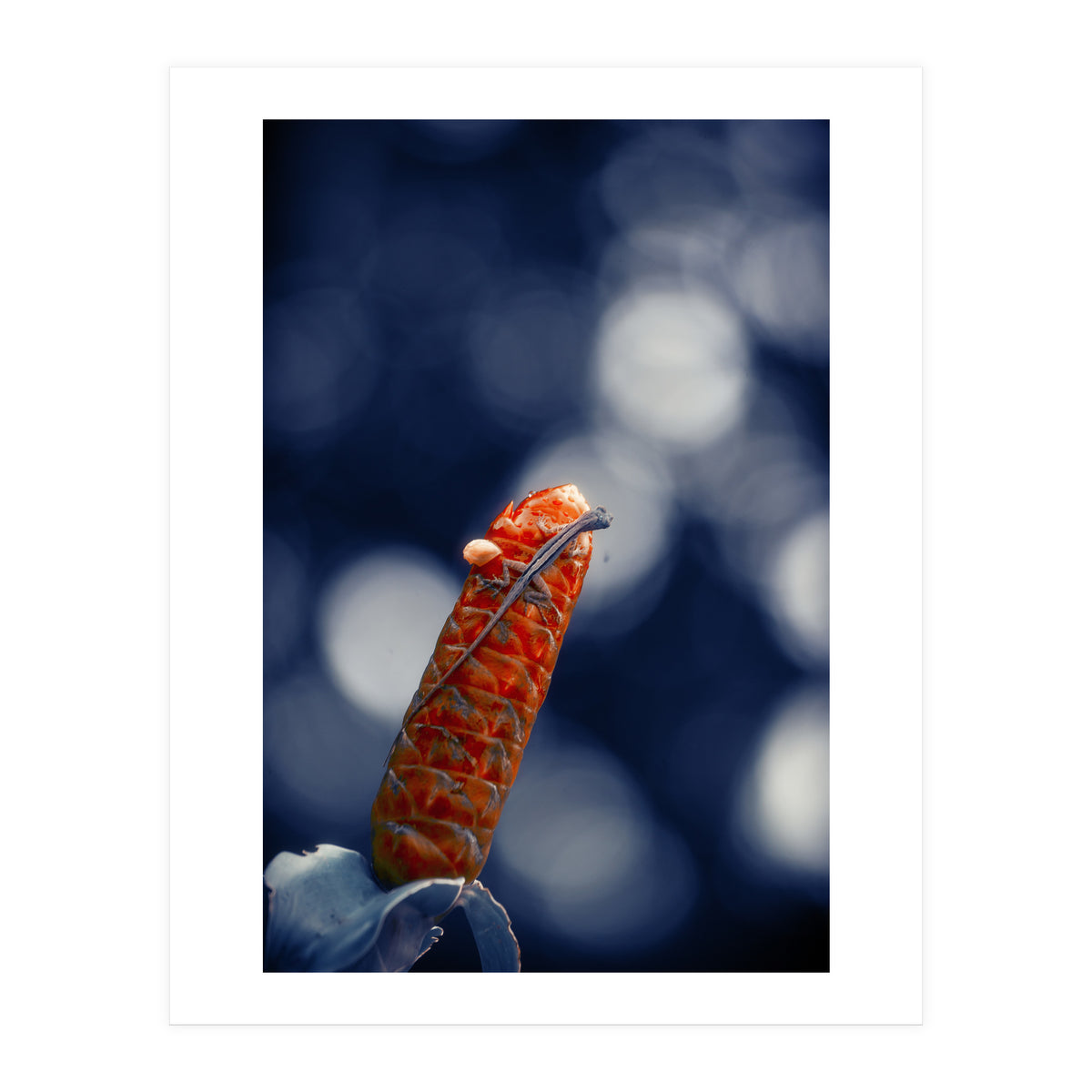 Red Ginger Flower (Print Only)