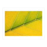 Autumn Leaf (Print Only) thumbnail