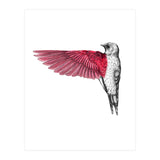 uccello rosso (Print Only) thumbnail