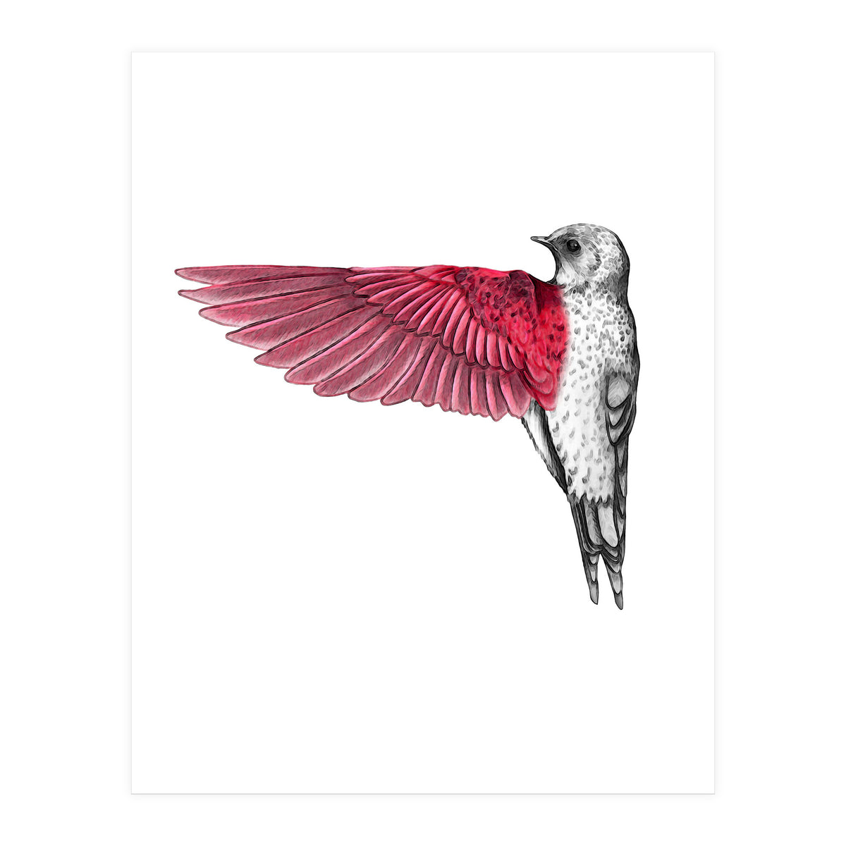 uccello rosso (Print Only)