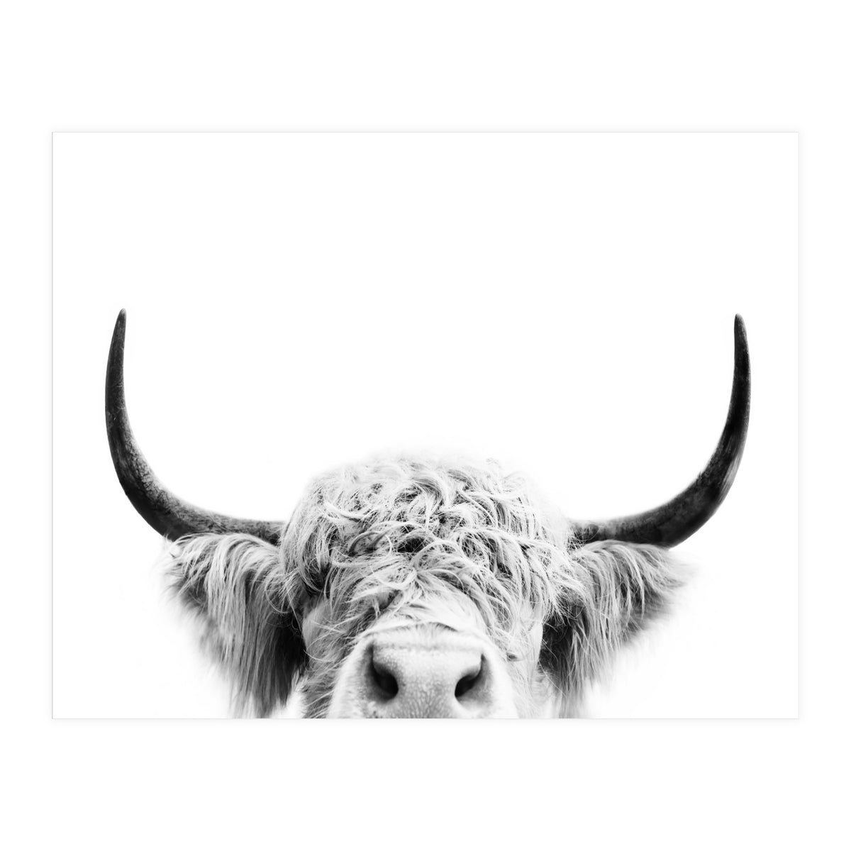 Peeking cow BW (Print Only)