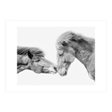 Horse Love in Iceland (Print Only) thumbnail