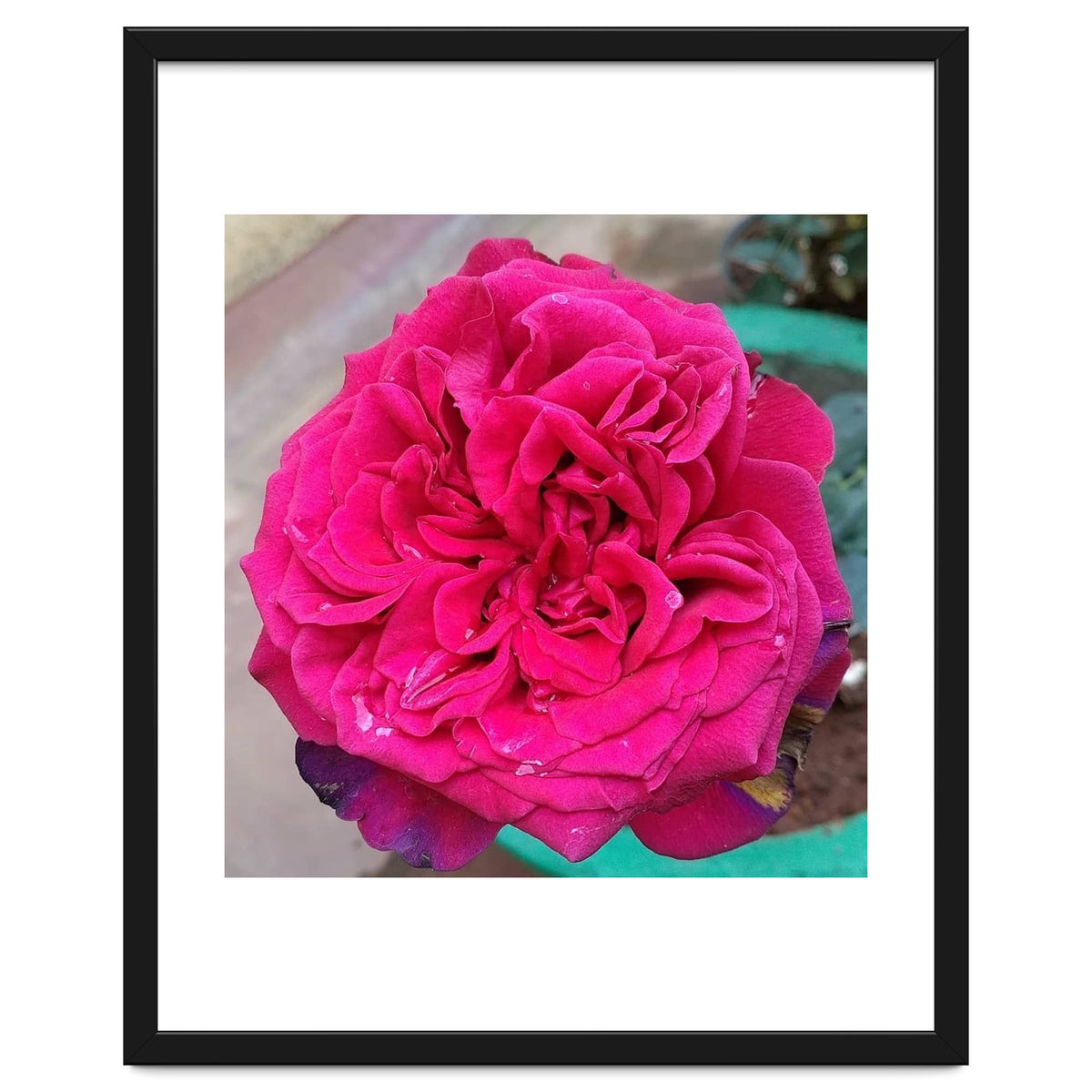 Beautiful Fragrant Rose