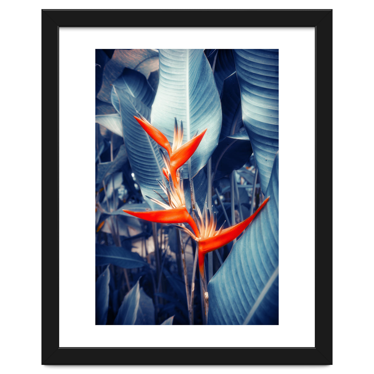 Parakeet Tropical Flower