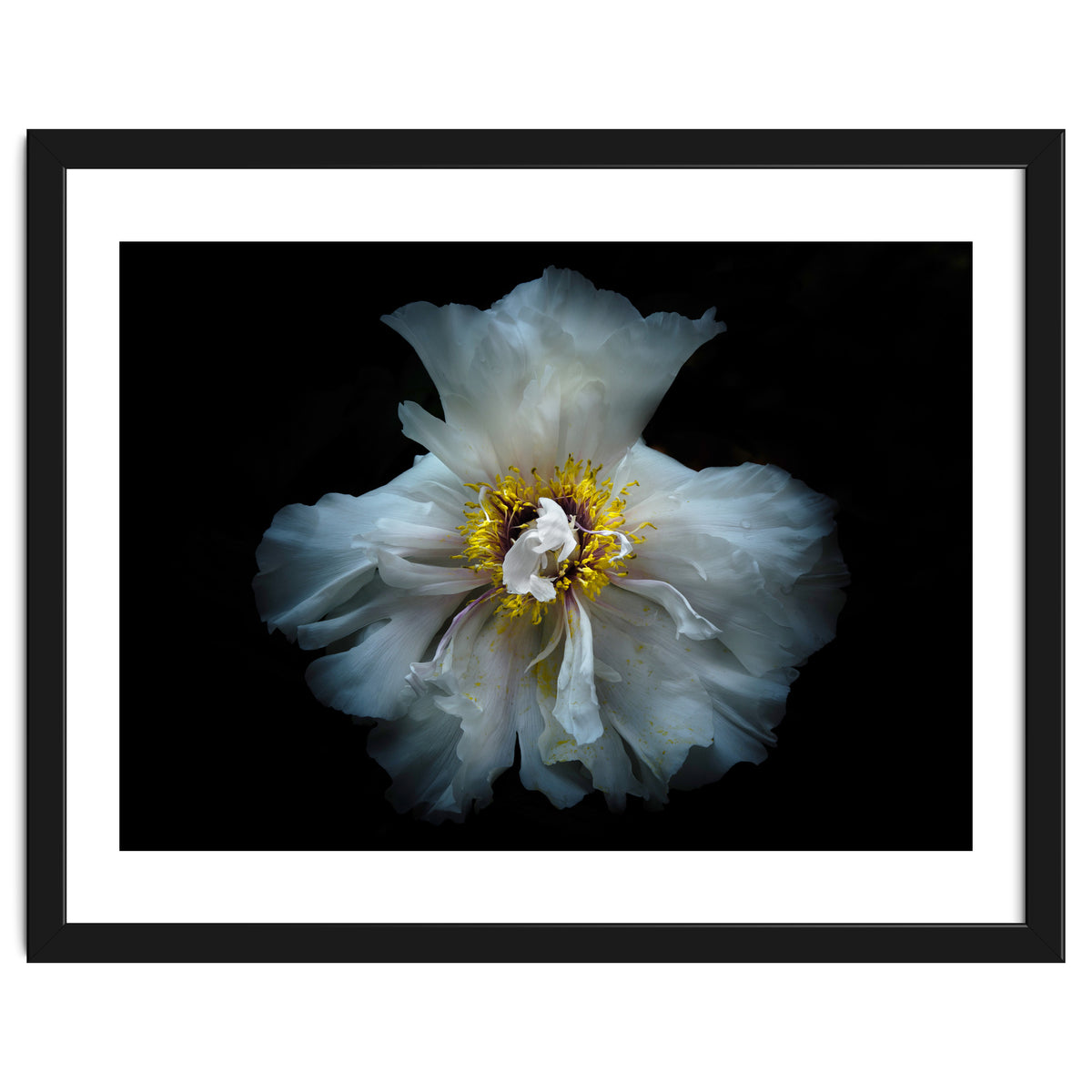 Backyard Flowers 49 Color Version