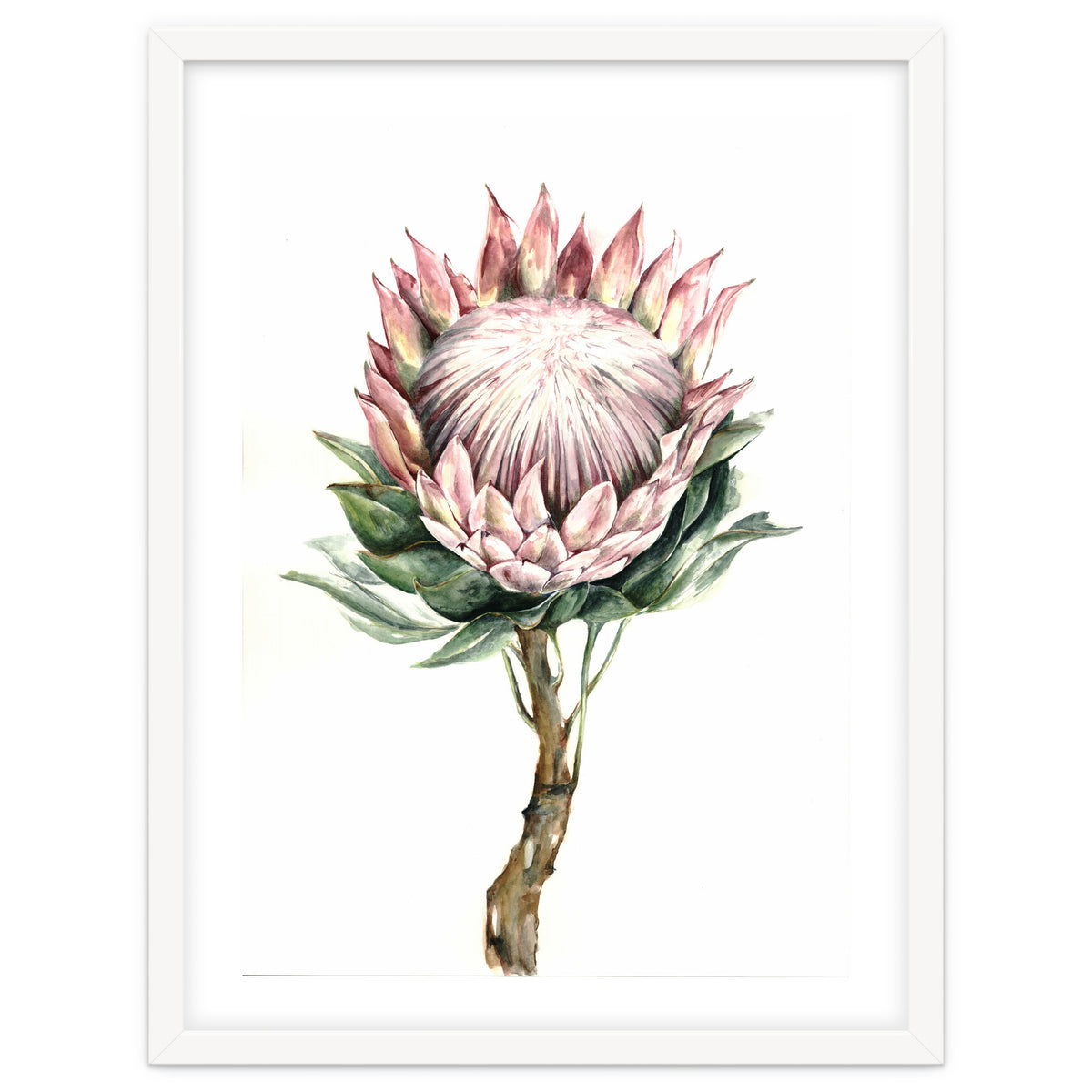 Protea