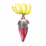 Botanical Illustration Banana (Print Only) thumbnail
