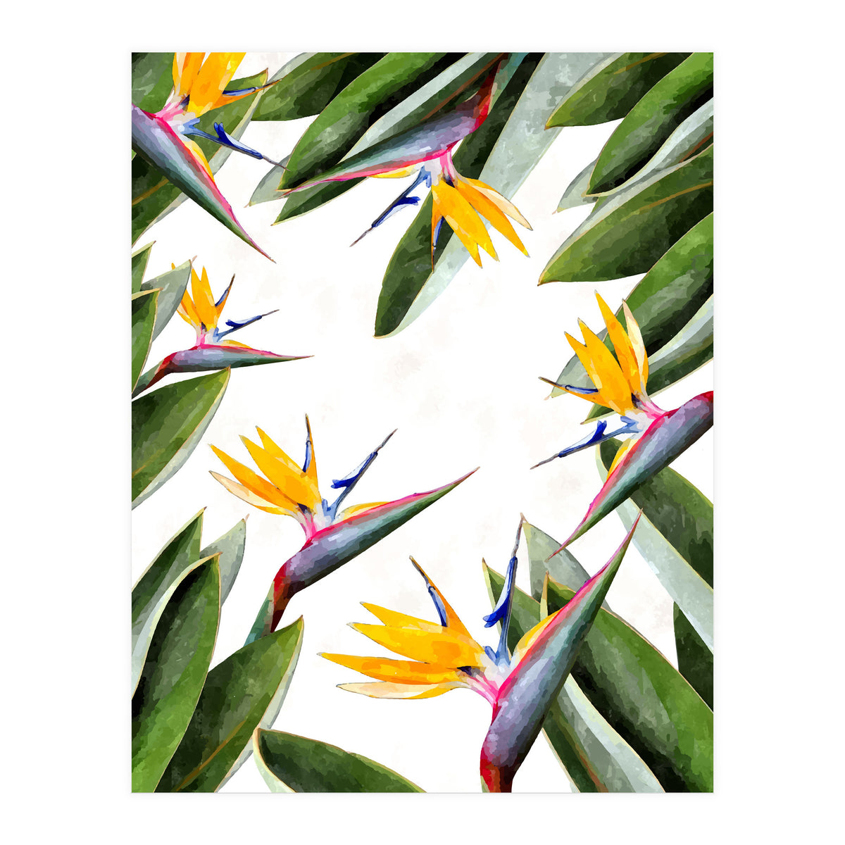 Bird Of Paradise (Print Only)