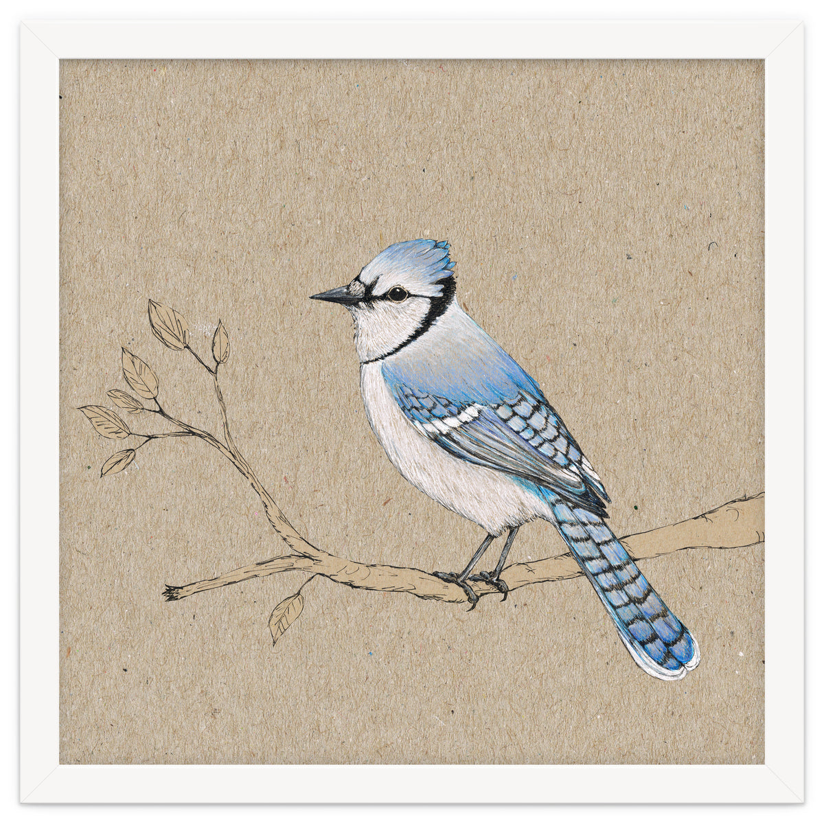 Blue jay