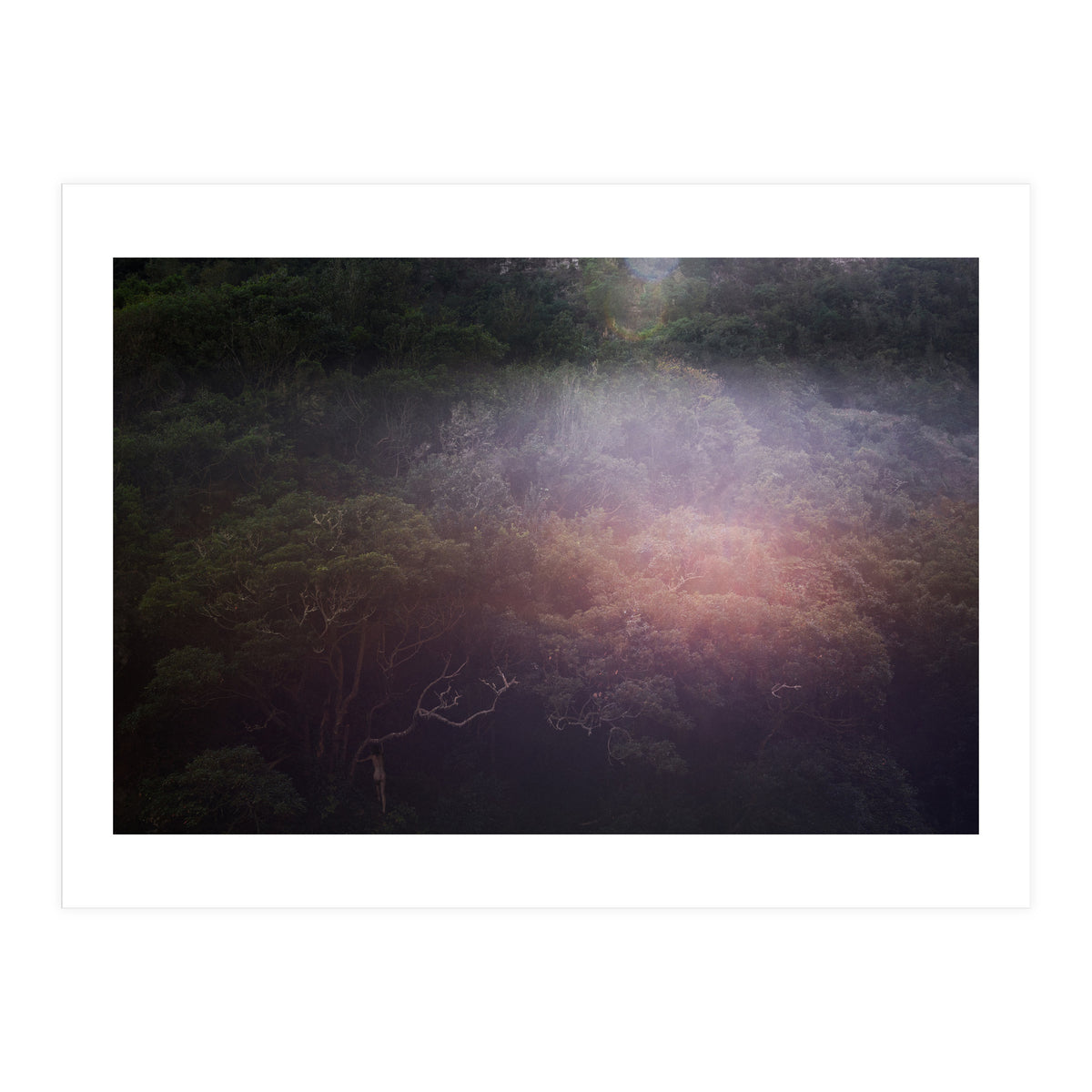 Into the Wild (Print Only)