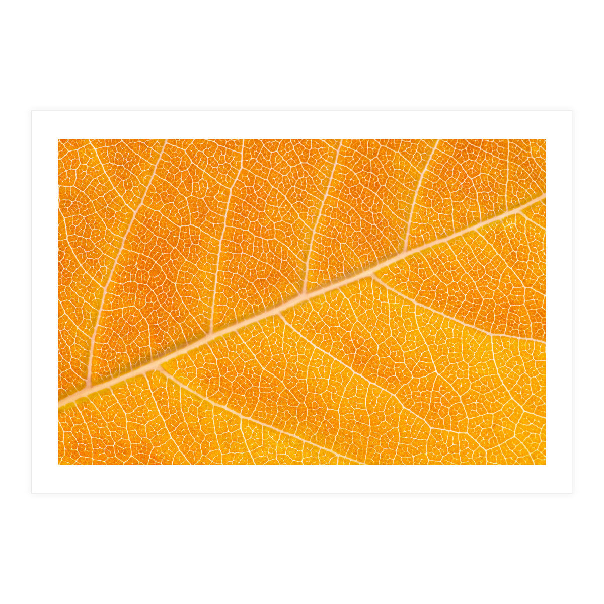 Autumn Leaf (Print Only)