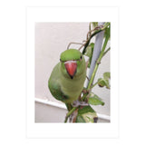 Attractive Indian Parrot (Print Only) thumbnail