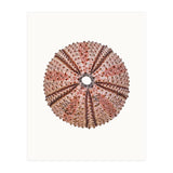 Cc Shell 04 (Print Only) thumbnail