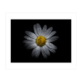 Backyard Flowers No 16 Color Version (Print Only) thumbnail