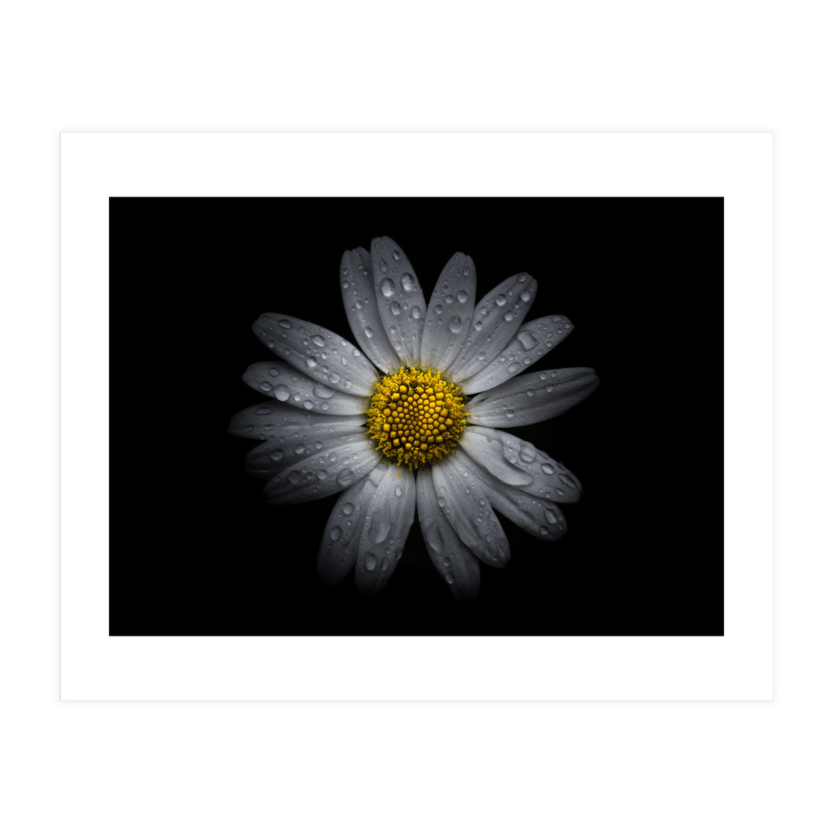 Backyard Flowers No 16 Color Version (Print Only)