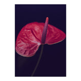Dark Ruby (Print Only) thumbnail