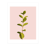 Botanical Art V3 (Print Only) thumbnail