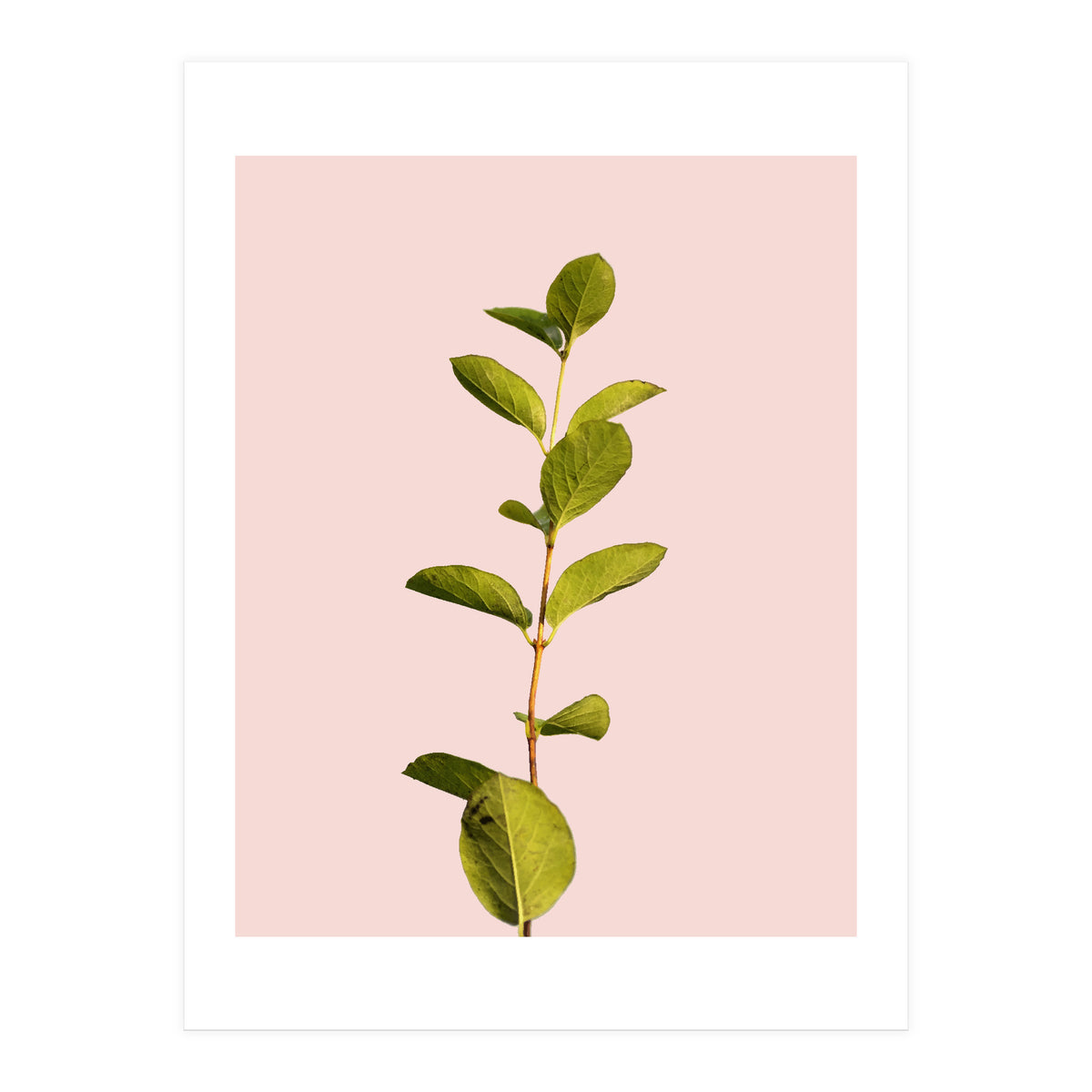 Botanical Art V3 (Print Only)