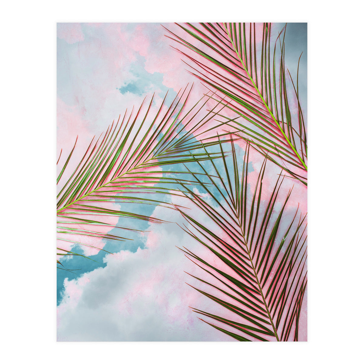 Palms + Sky (Print Only)