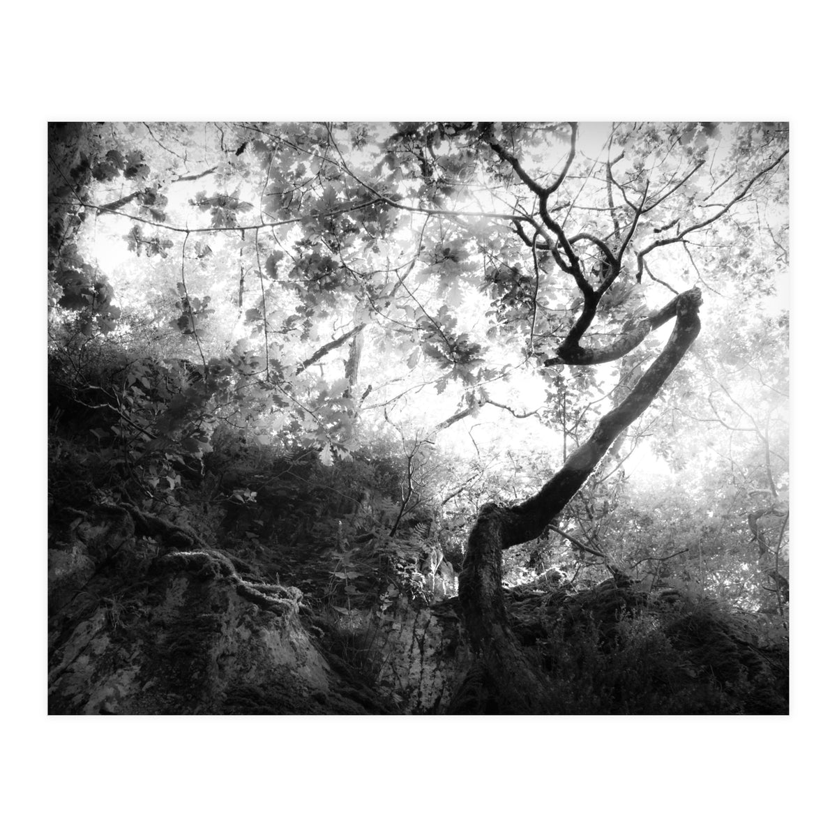 forgetting (Print Only)