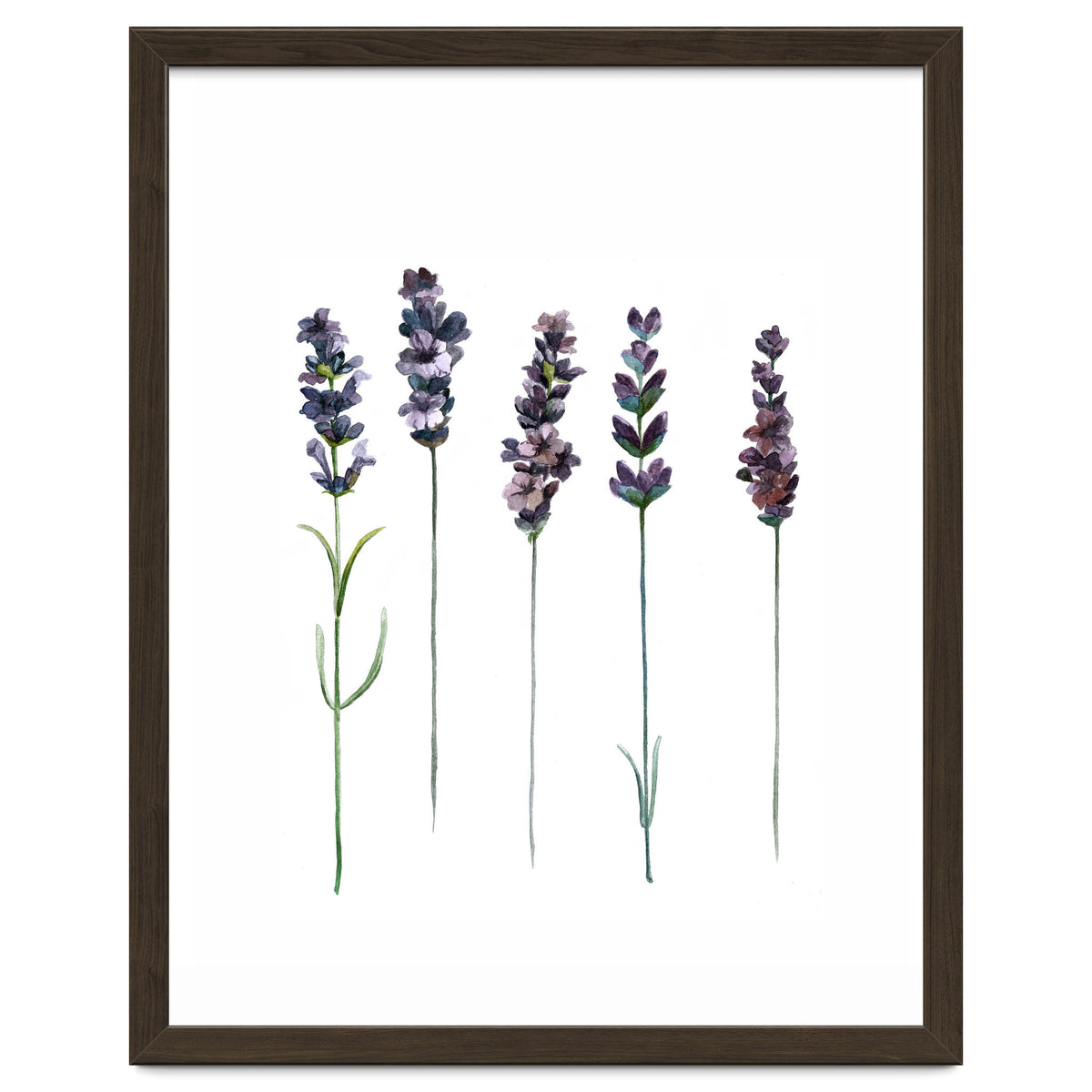 Botanical Illustration Lavender