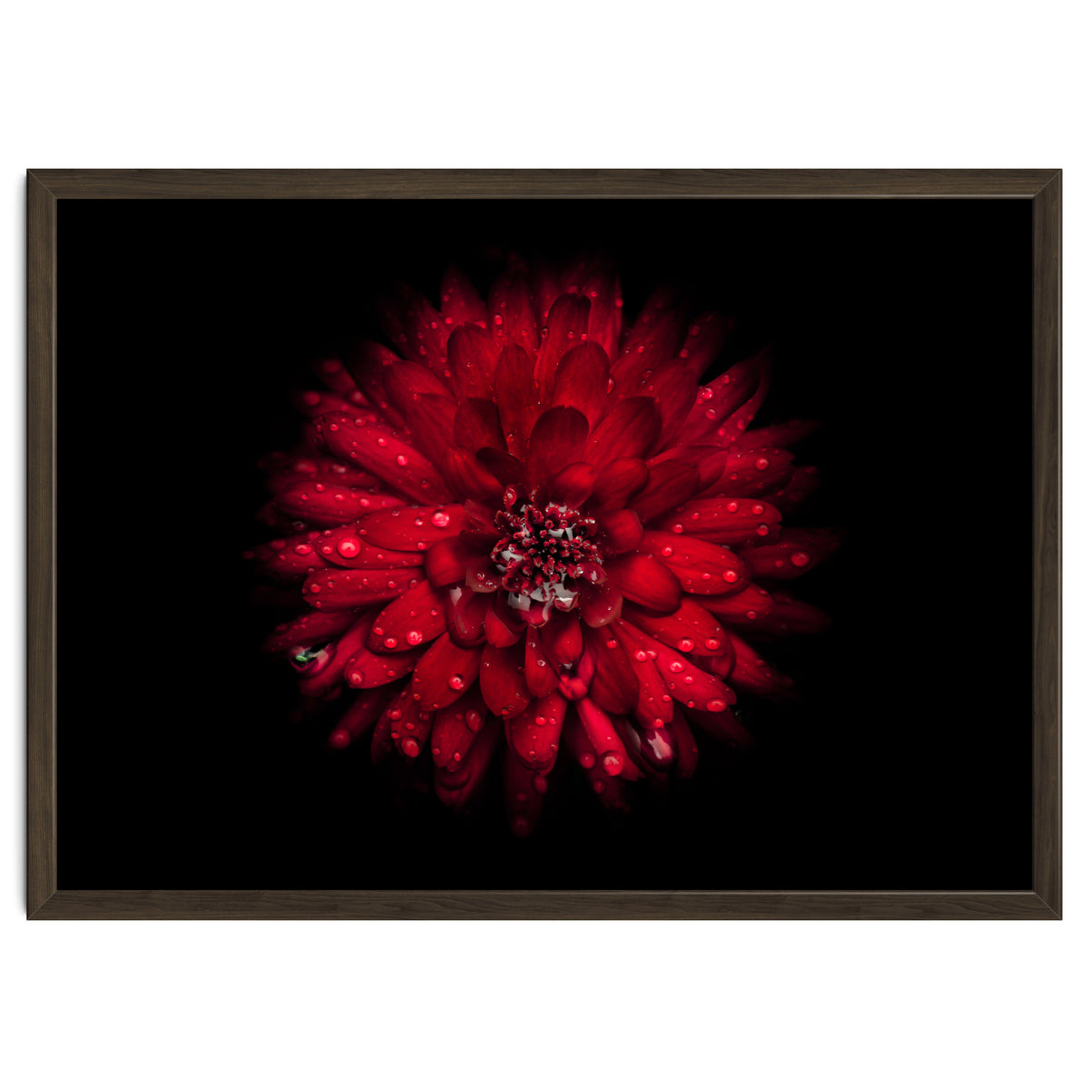 Backyard Flowers 45 Color Version