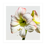 Amaryllis 1 (Print Only) thumbnail