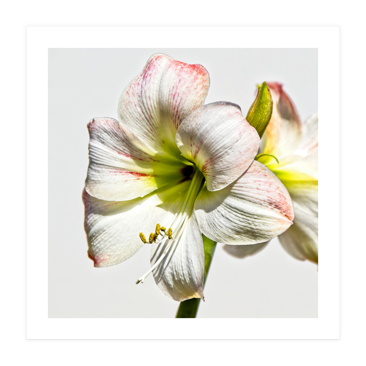Amaryllis 1 (Print Only)