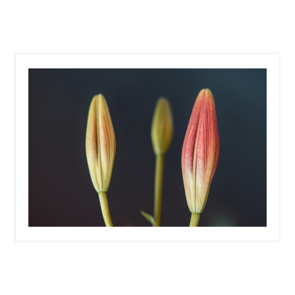 Triplets (Print Only)