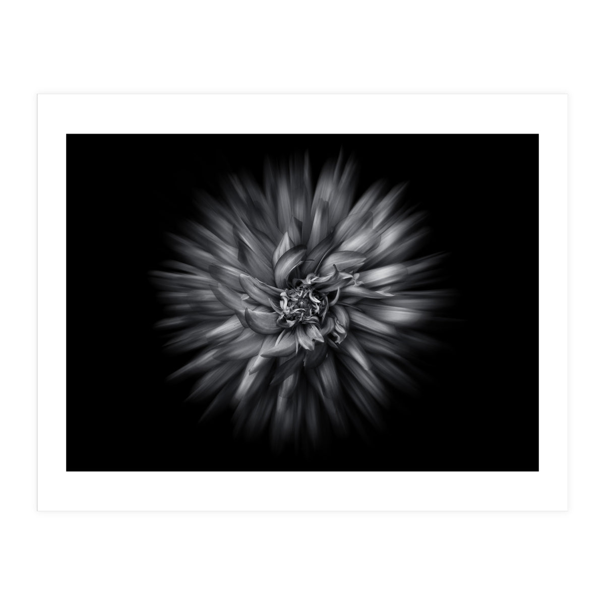 Backyard Flowers In Black And White 20 Flow Version (Print Only)