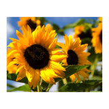 Sunflowers (Print Only) thumbnail