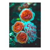 Rose Flowers  (Print Only) thumbnail