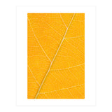 Autumn Leaf (Print Only) thumbnail