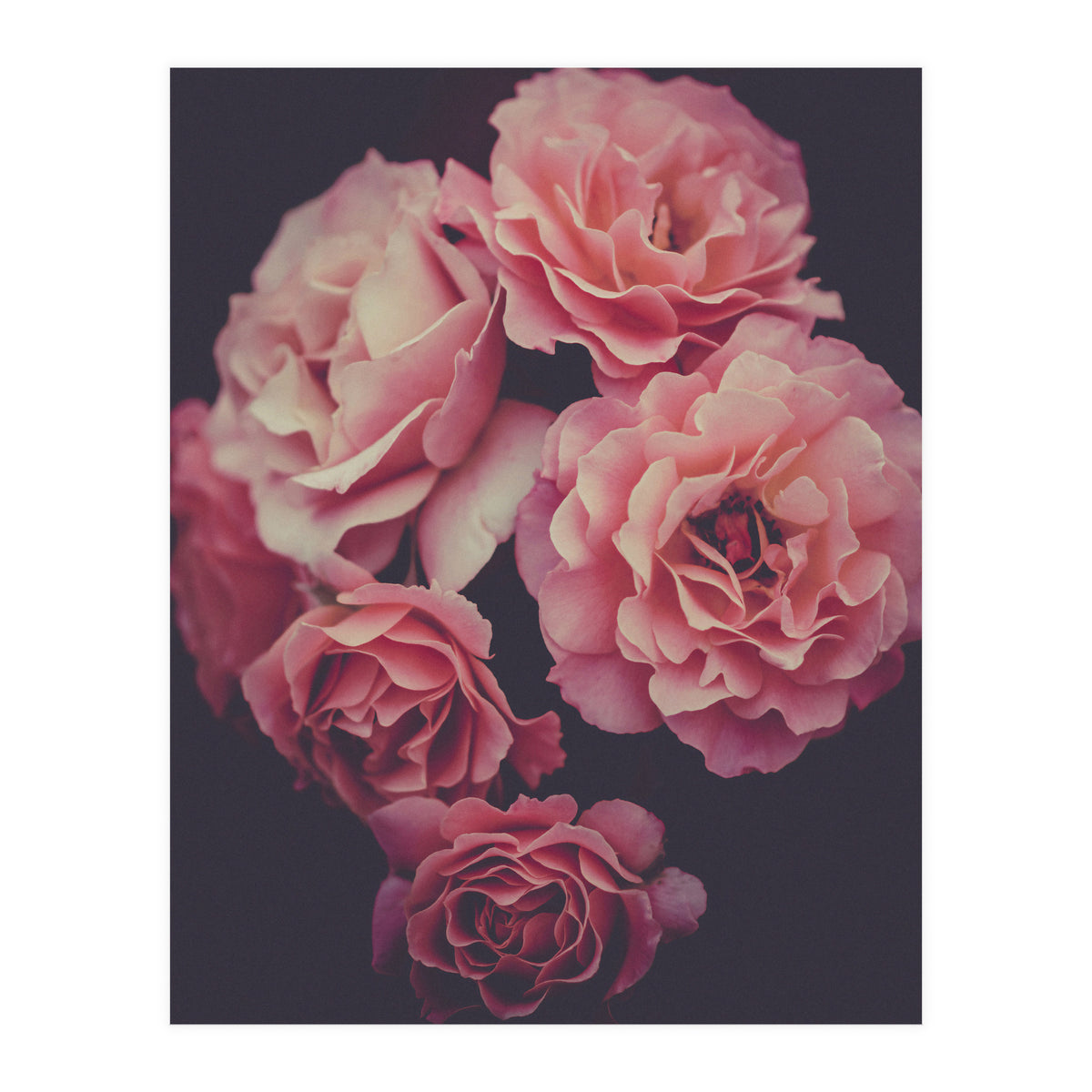 Dreamy Roses (Print Only)