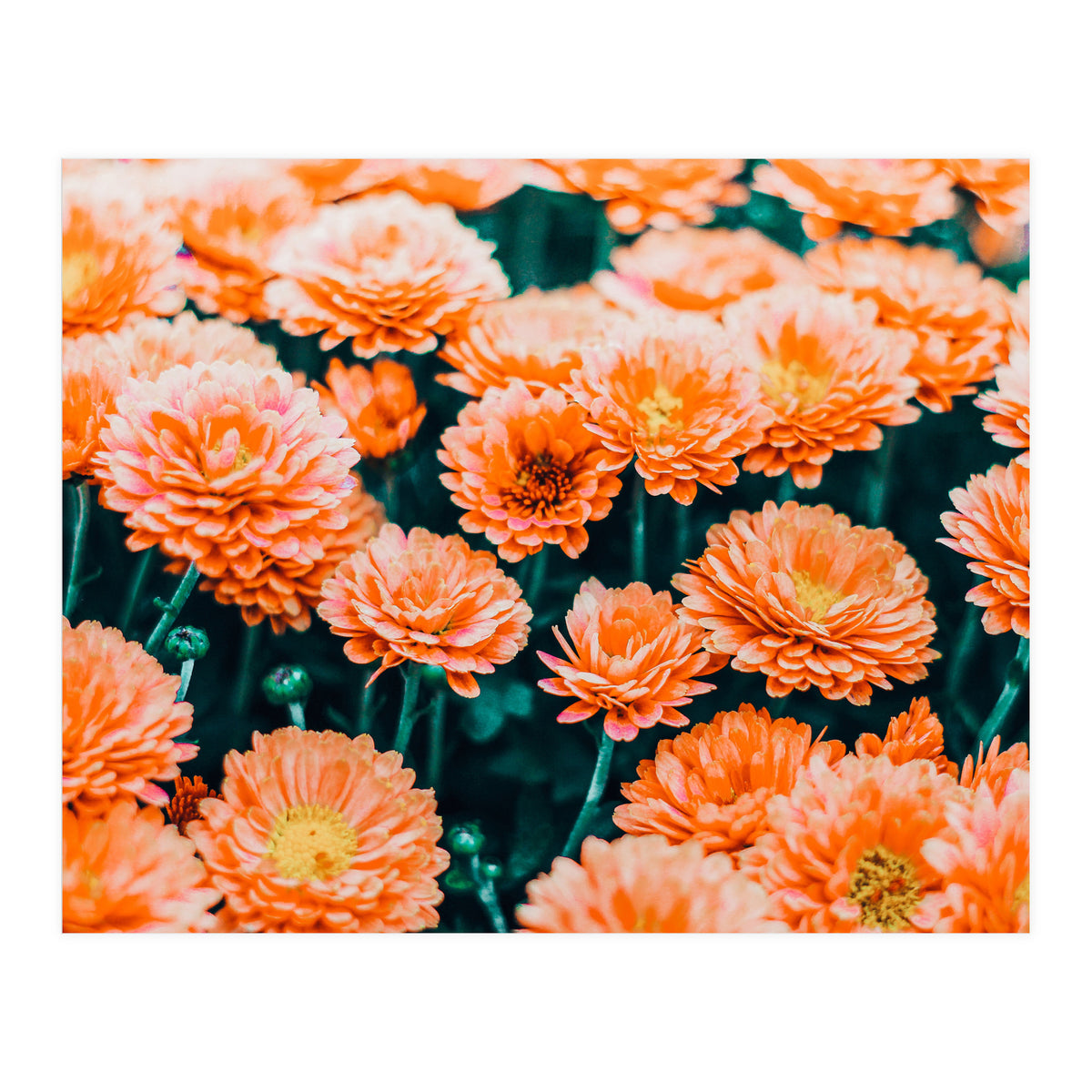 February (Print Only)