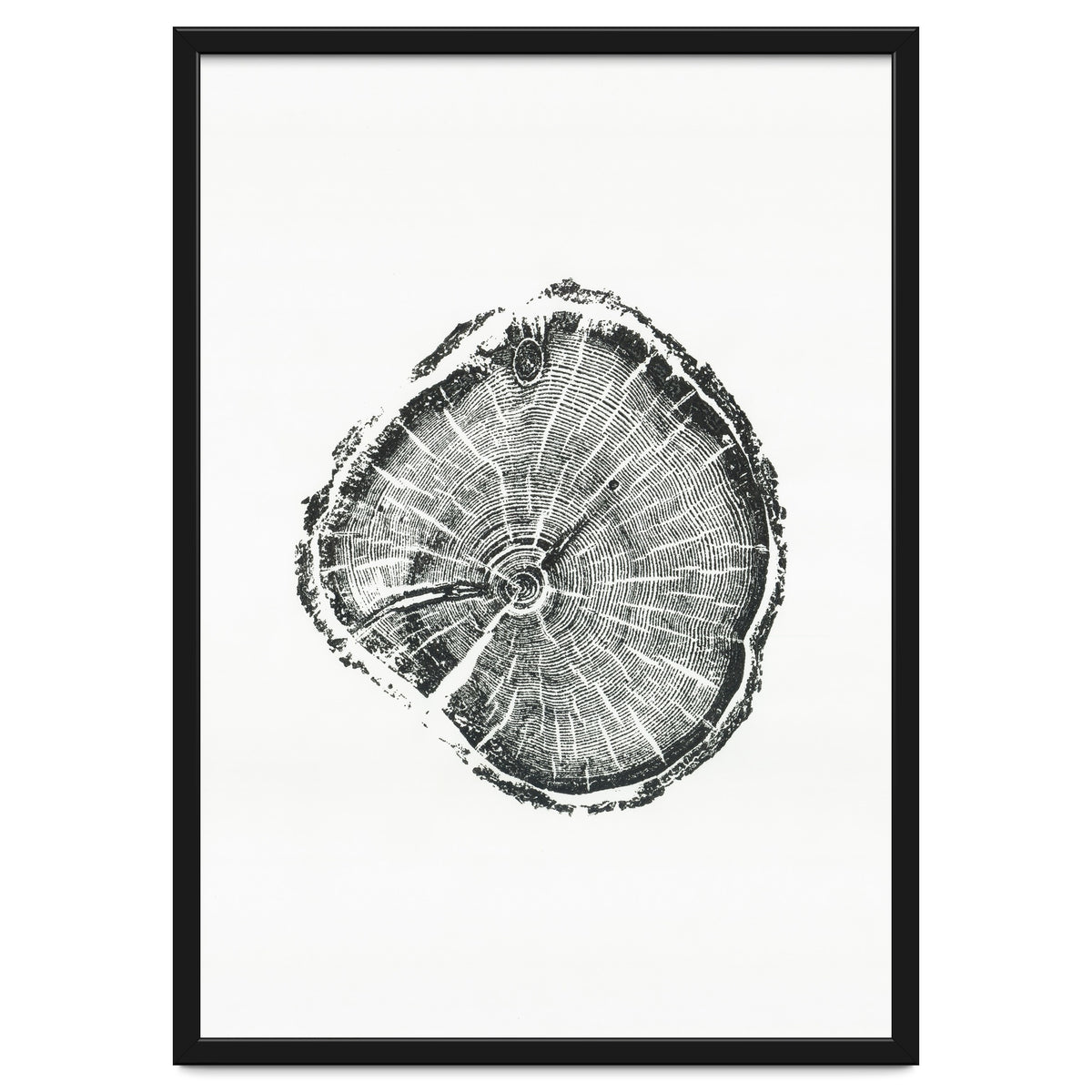 Tree Ring Print, Albion Basin, Utah, Pine Tree Print