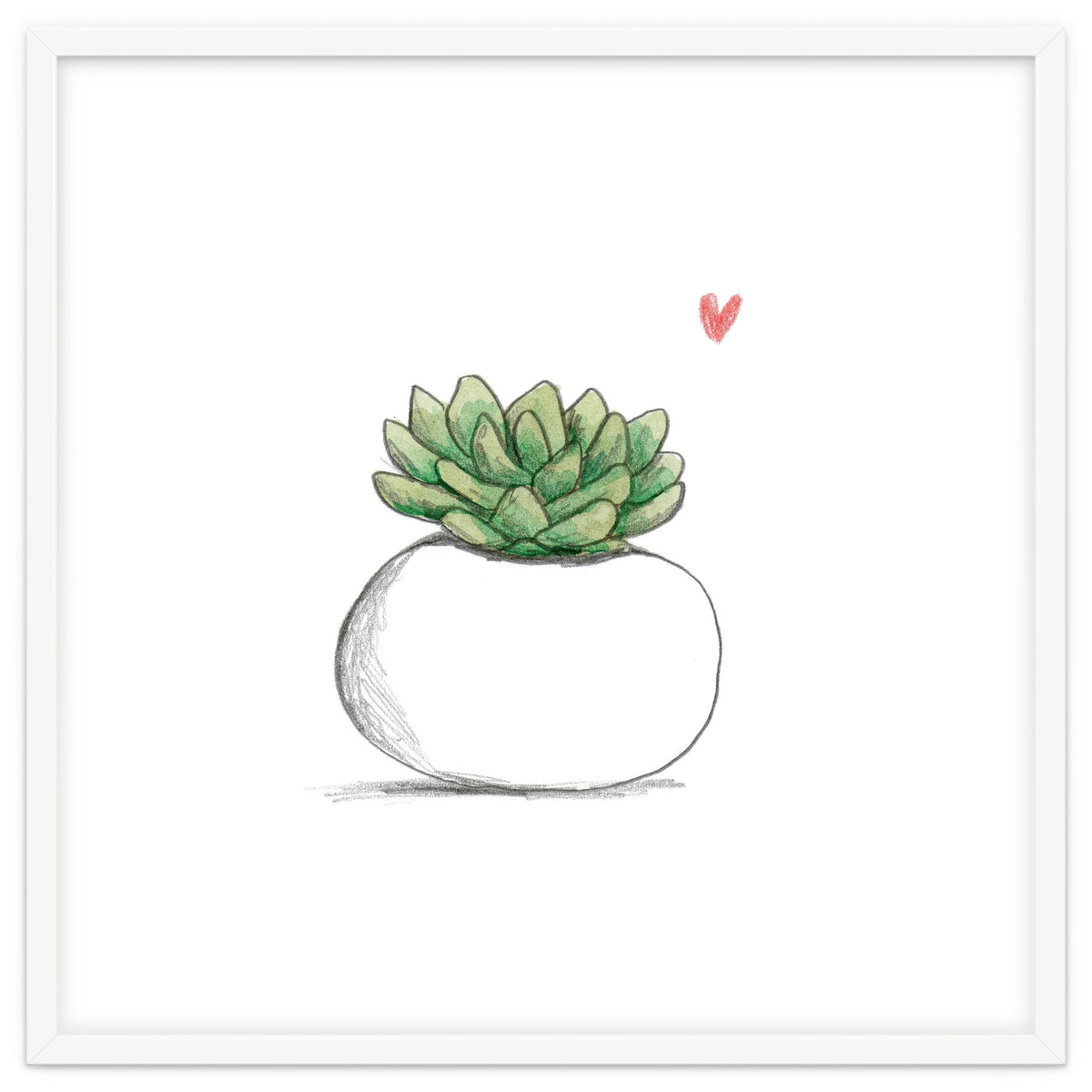 Succulent in Small White Planter